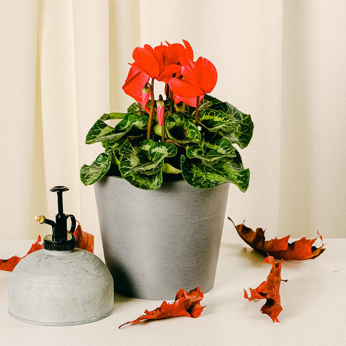 Zimní květina picture 3