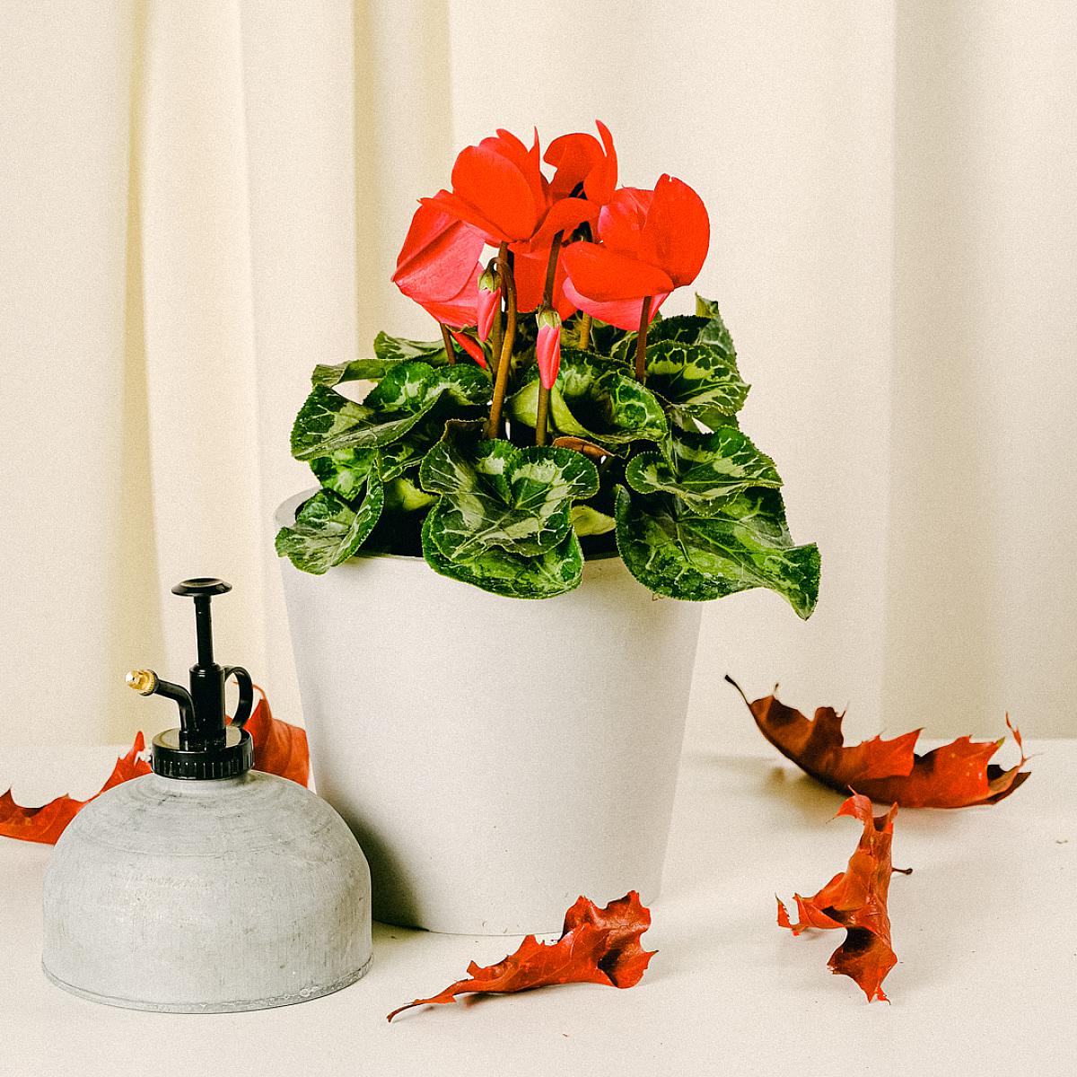 Zimní květina picture 4