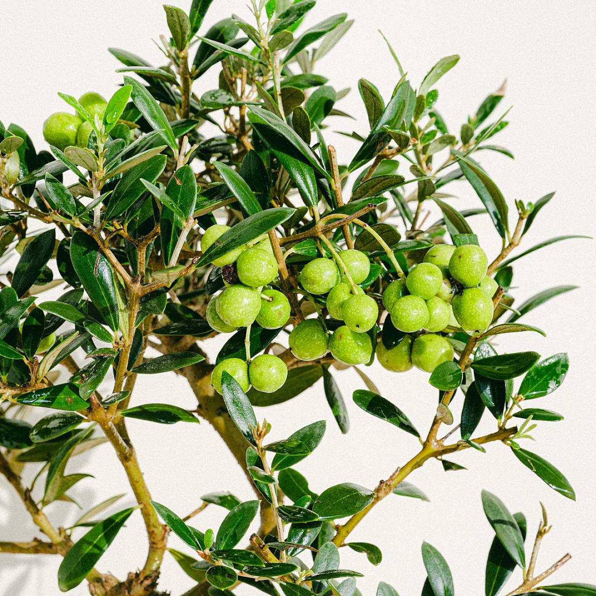 Bonsai Olivo 9 år gammal picture 1