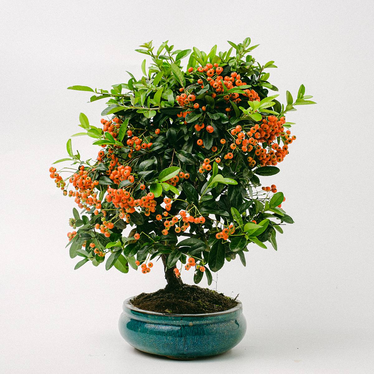 Bonsái 10 años Pyracantha sp.ZP-b2 picture 2