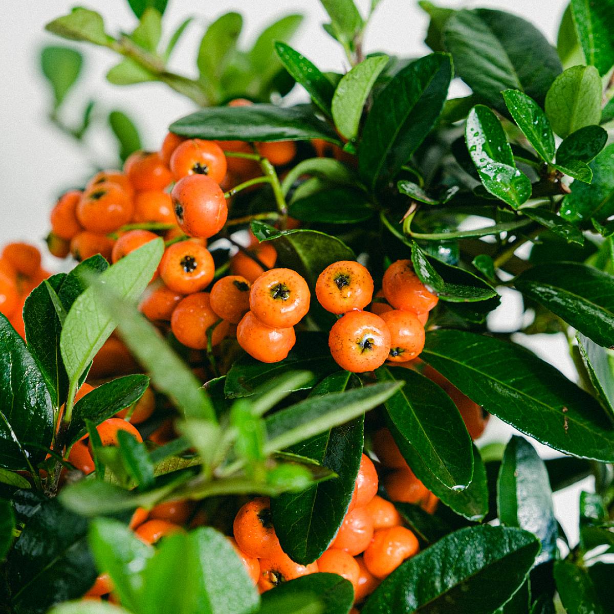 Bonsai 7 let Pyracantha sp.ZP-b2 picture 1