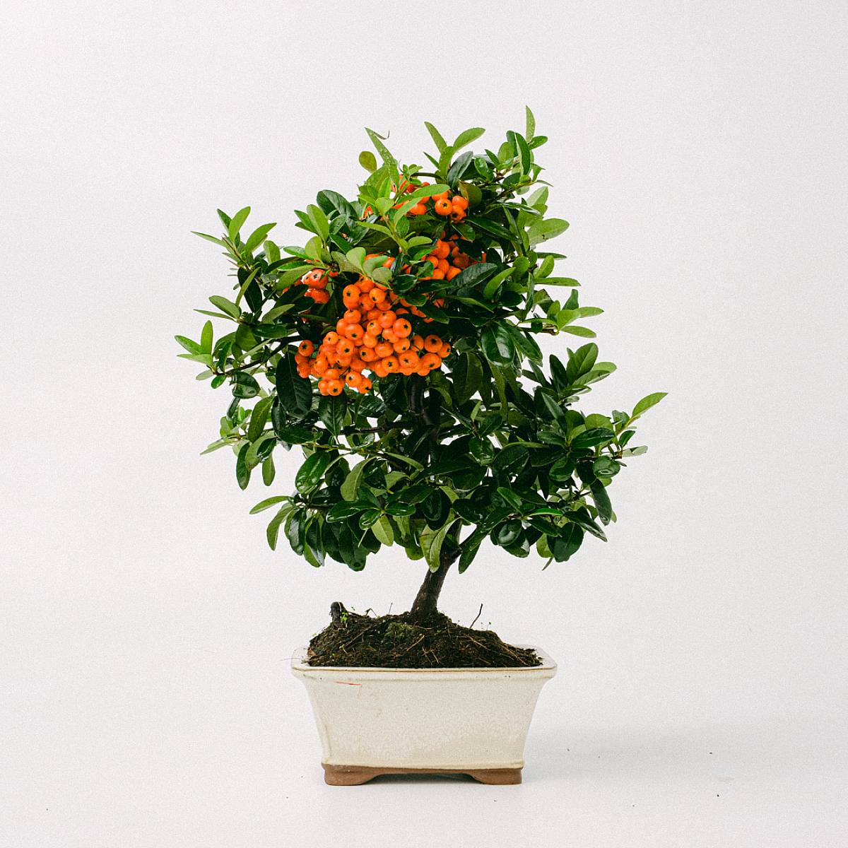 Bonsai 7 let Pyracantha sp.ZP-b2 picture 2