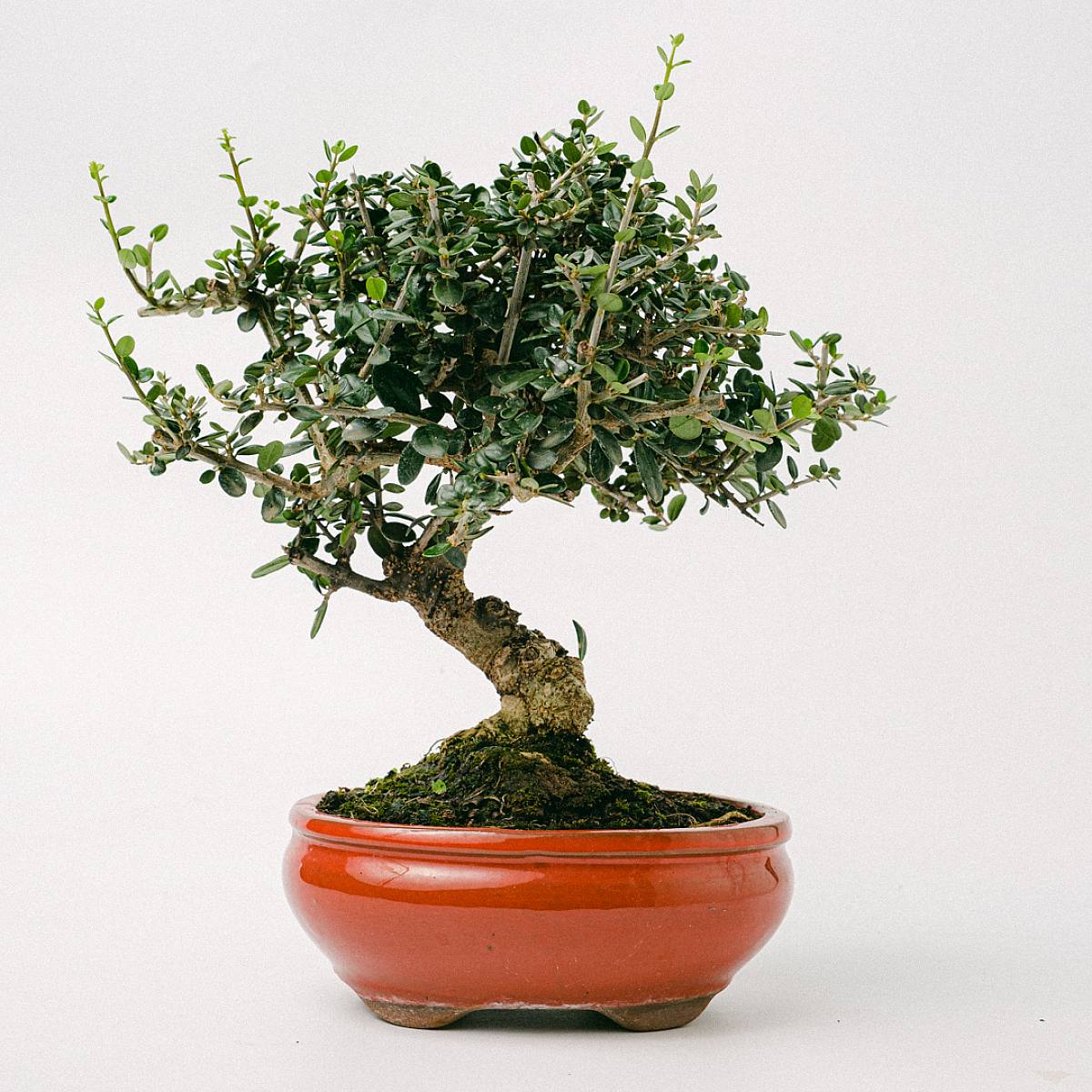 Bonsaj Olivo Sylvestris 10 let picture 2