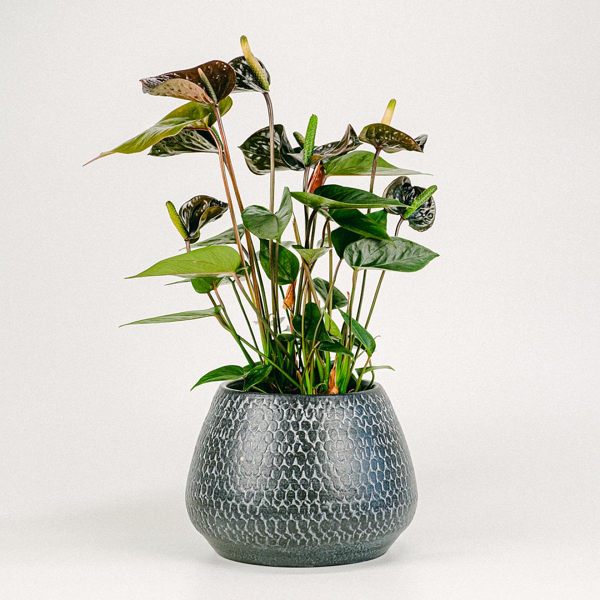 Schwarze Anthurie - Tropisch und perfekt als Geschenk