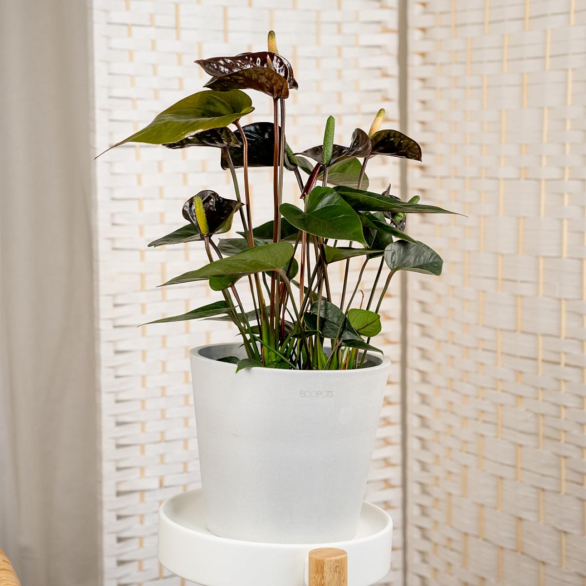 Anthurium noir picture 2