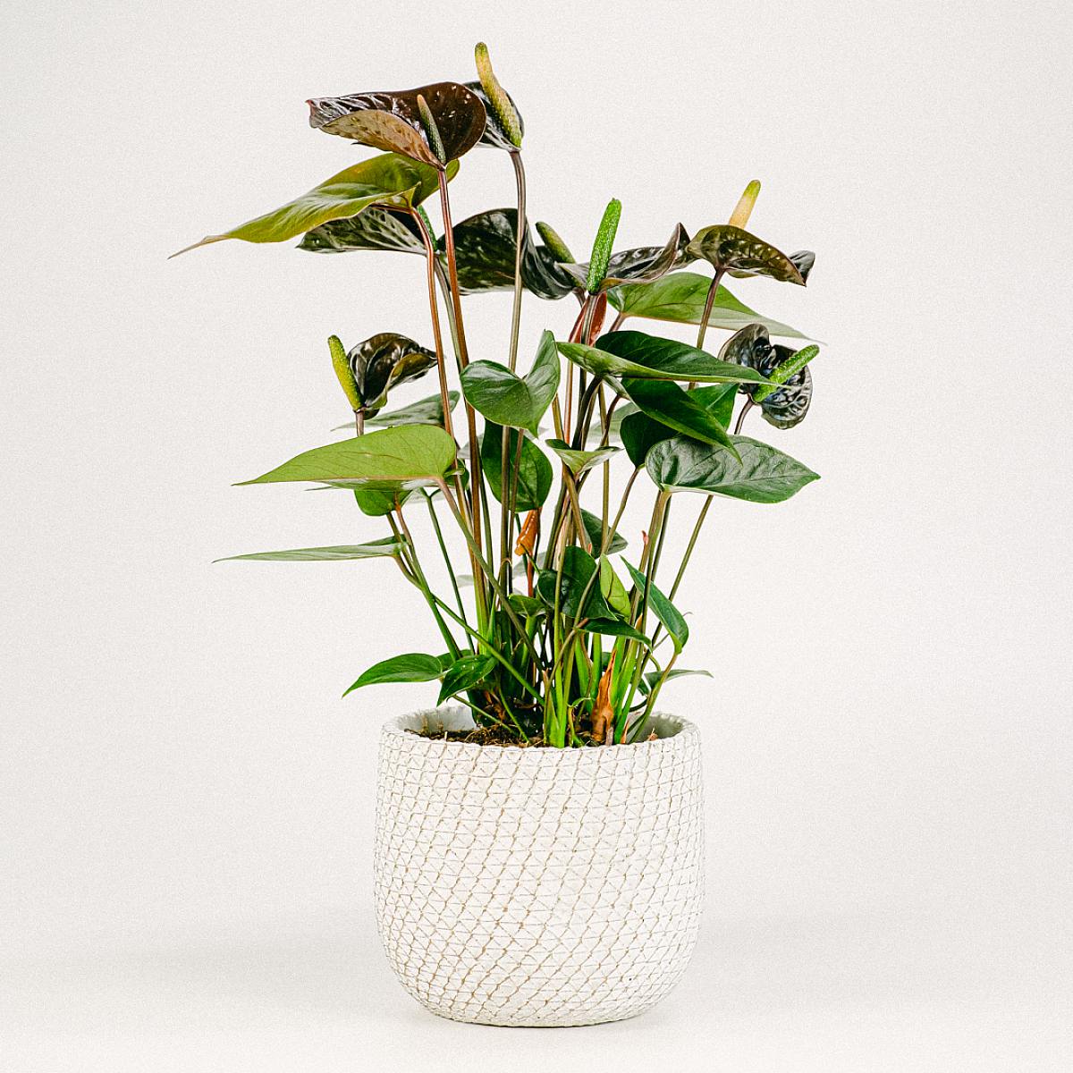Anthurium noir picture 3