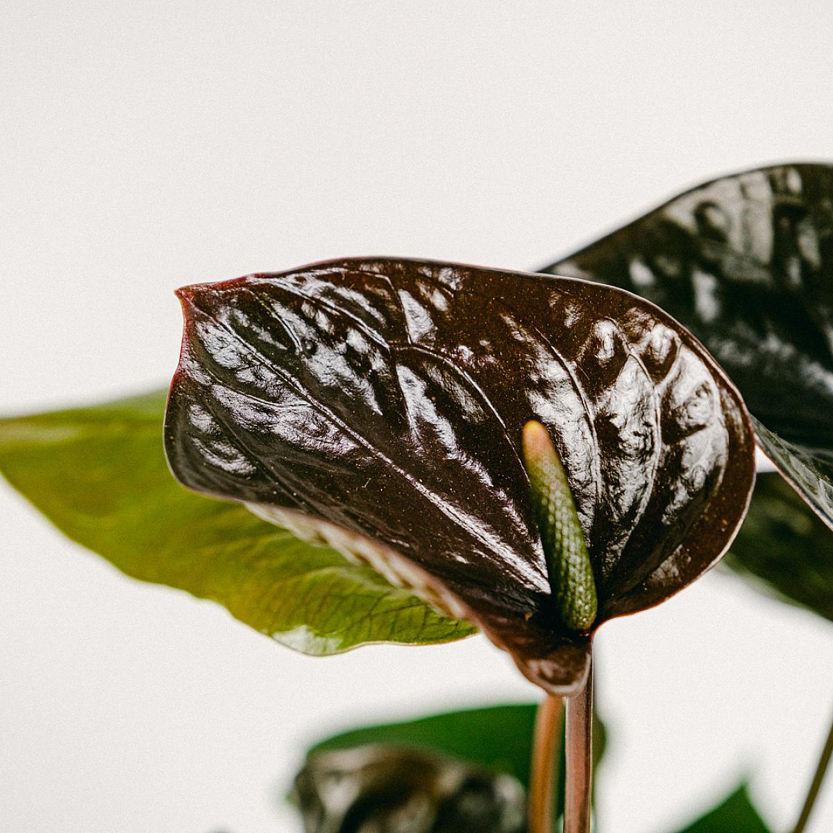Anthurium noir picture 4