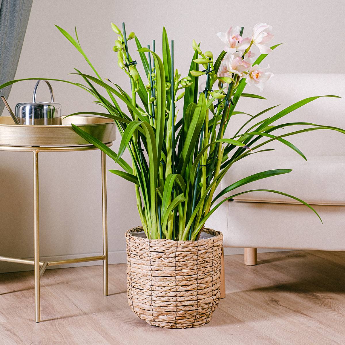 Orchidea Cymbidium picture 0