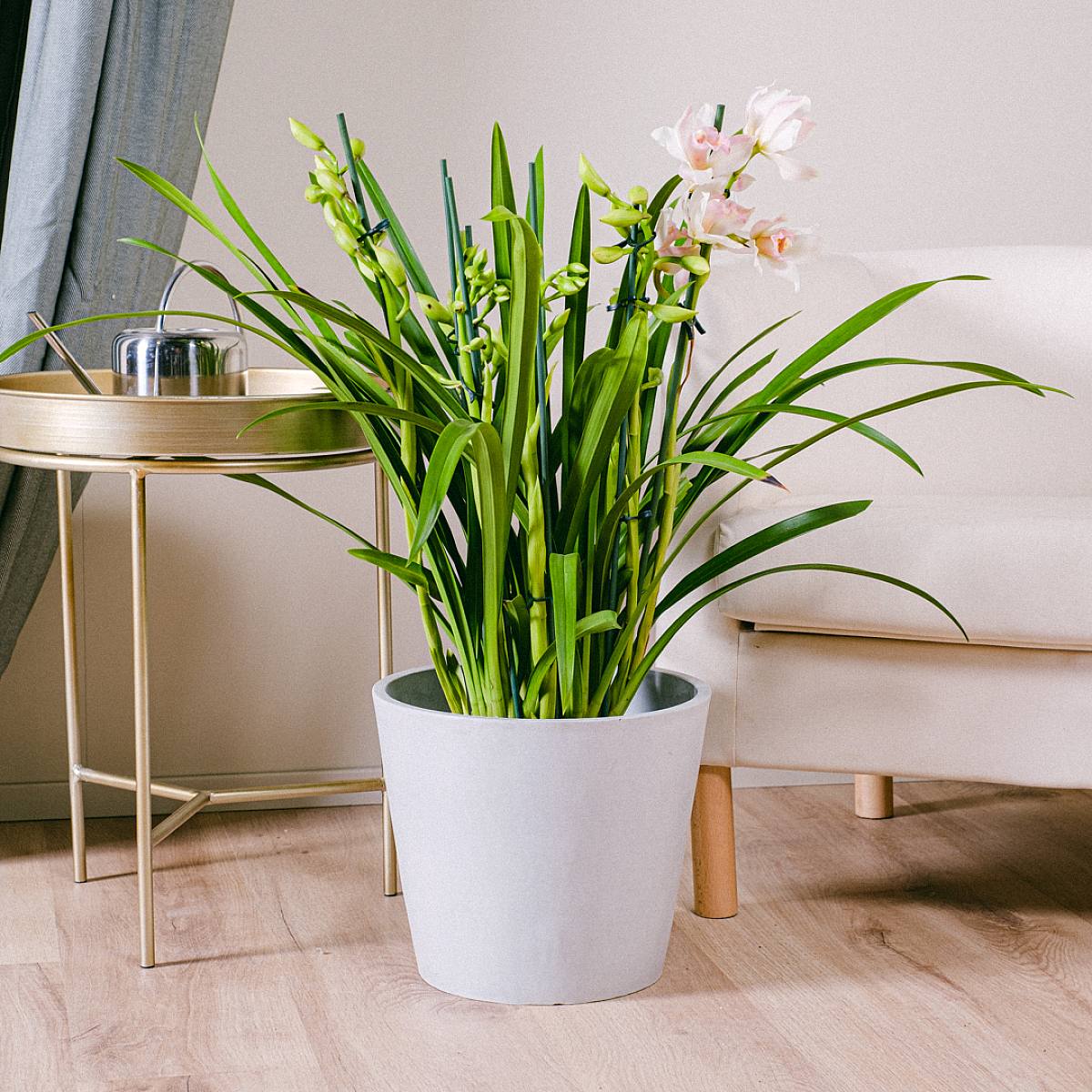 Orchidea Cymbidium picture 1