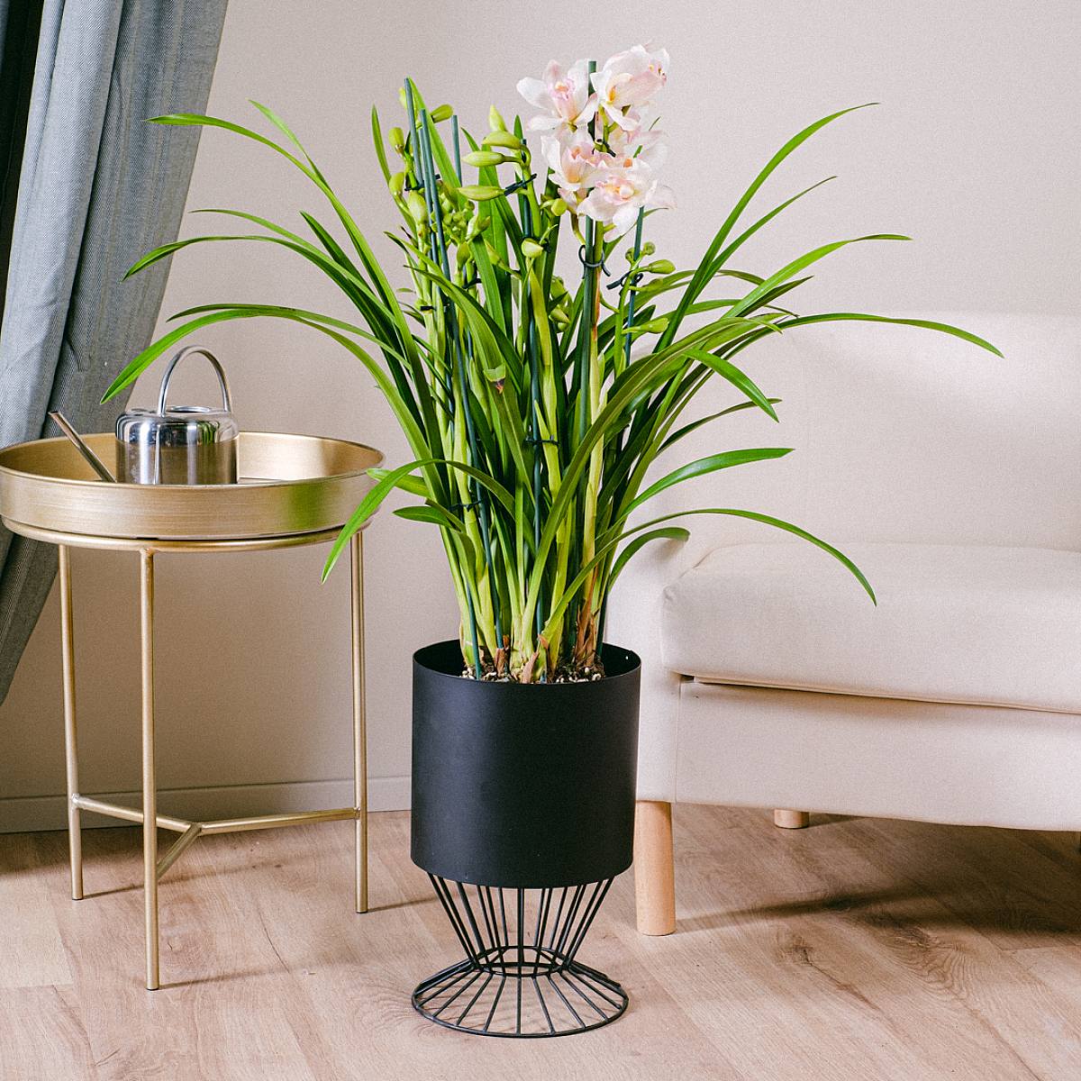 Orchidea Cymbidium picture 3