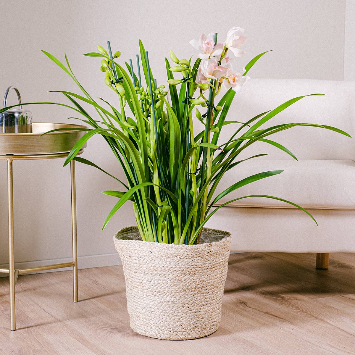 Orchidea Cymbidium picture 2