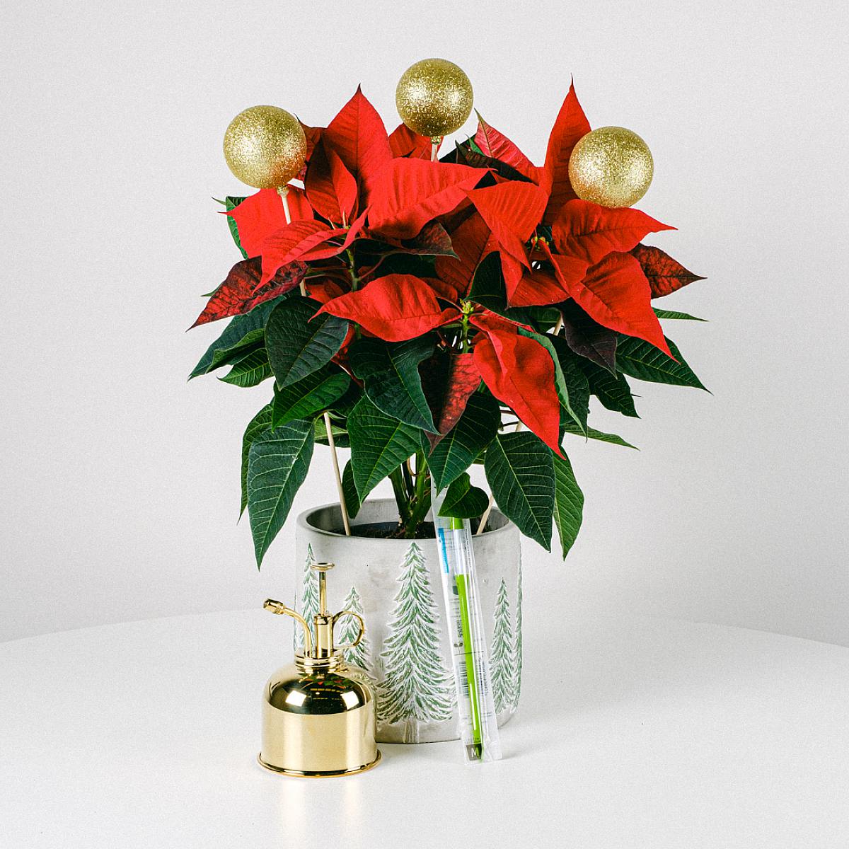 Set Happy Holiday picture 0