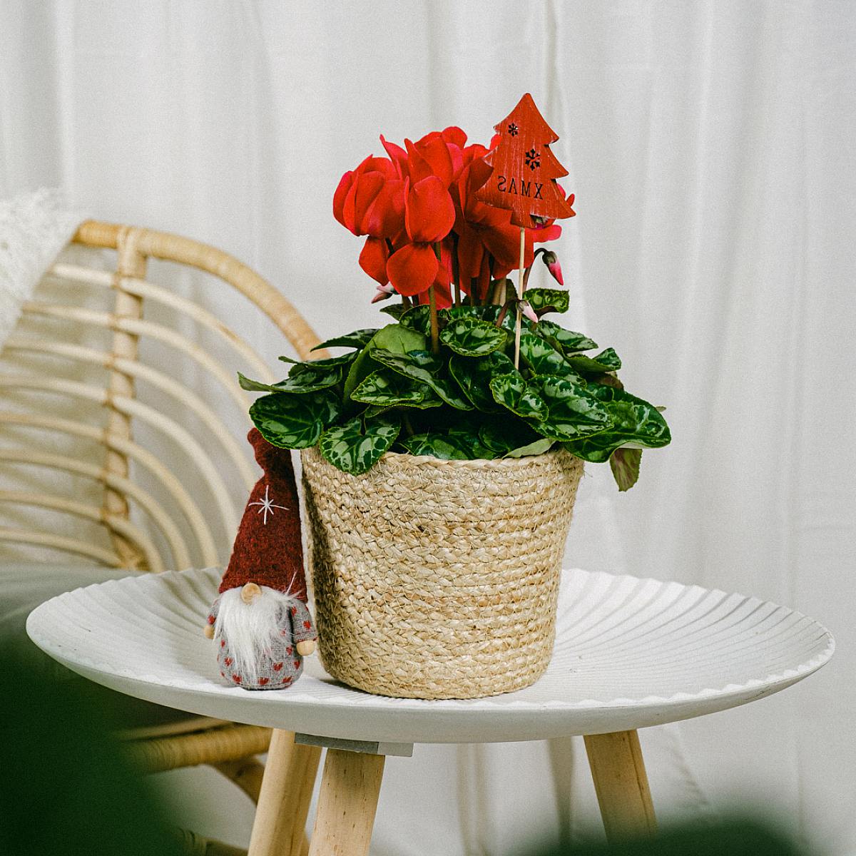 Zimní květina picture 1