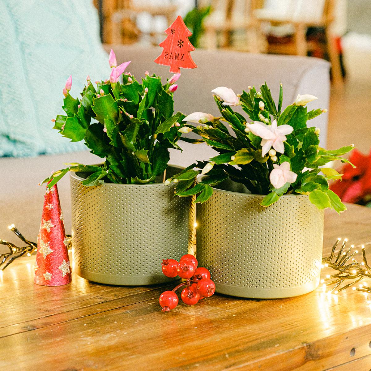 Kaktus zimowy Duo picture 3