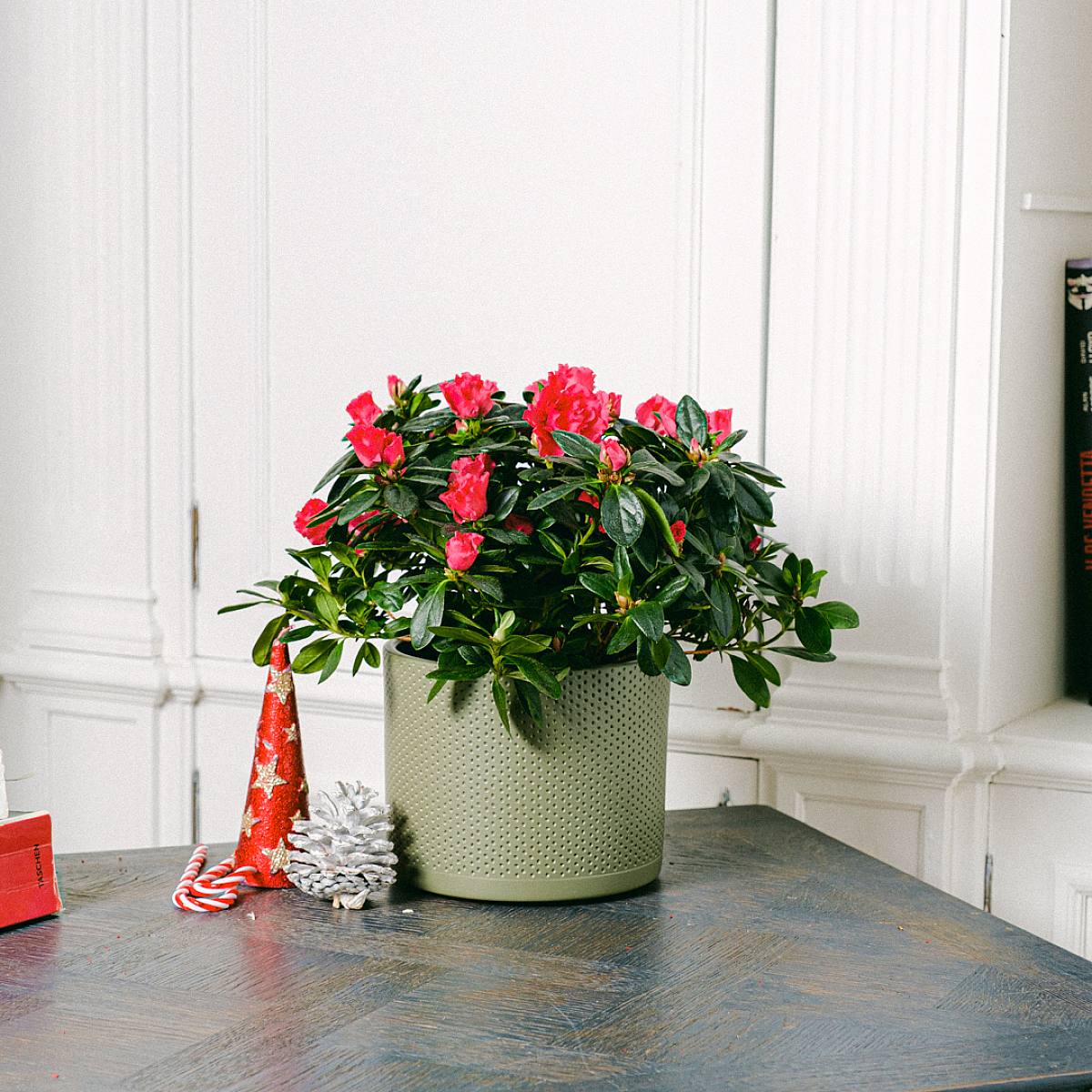 Červená azalka picture 8