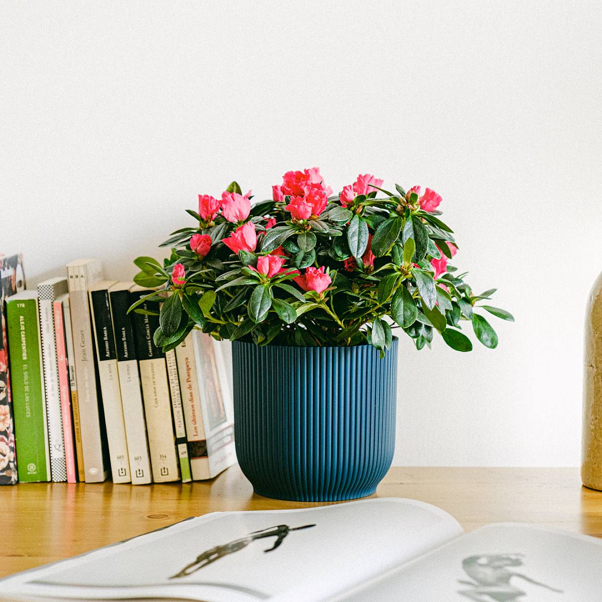 Červená azalka picture 2