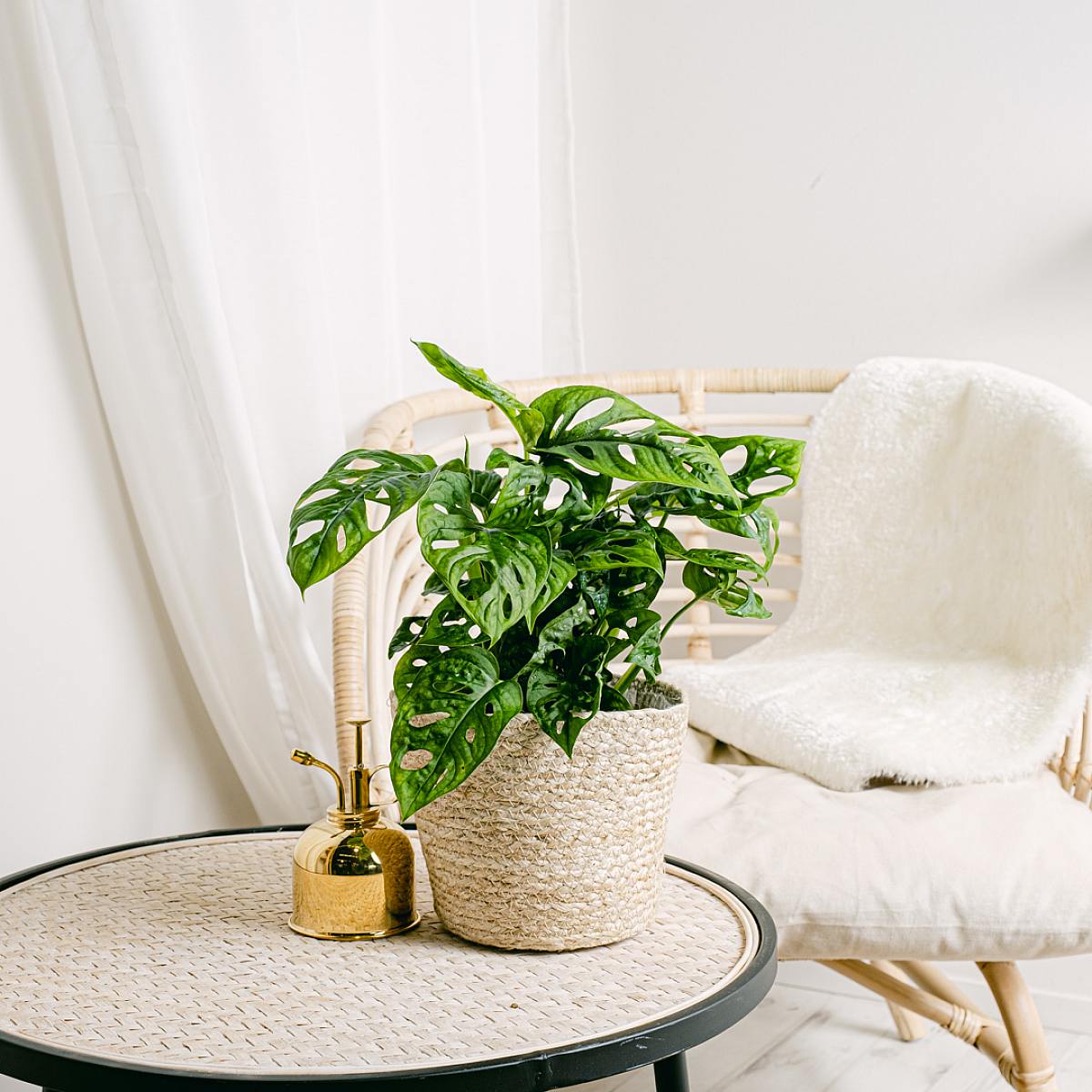 Monstera obliqua picture 1