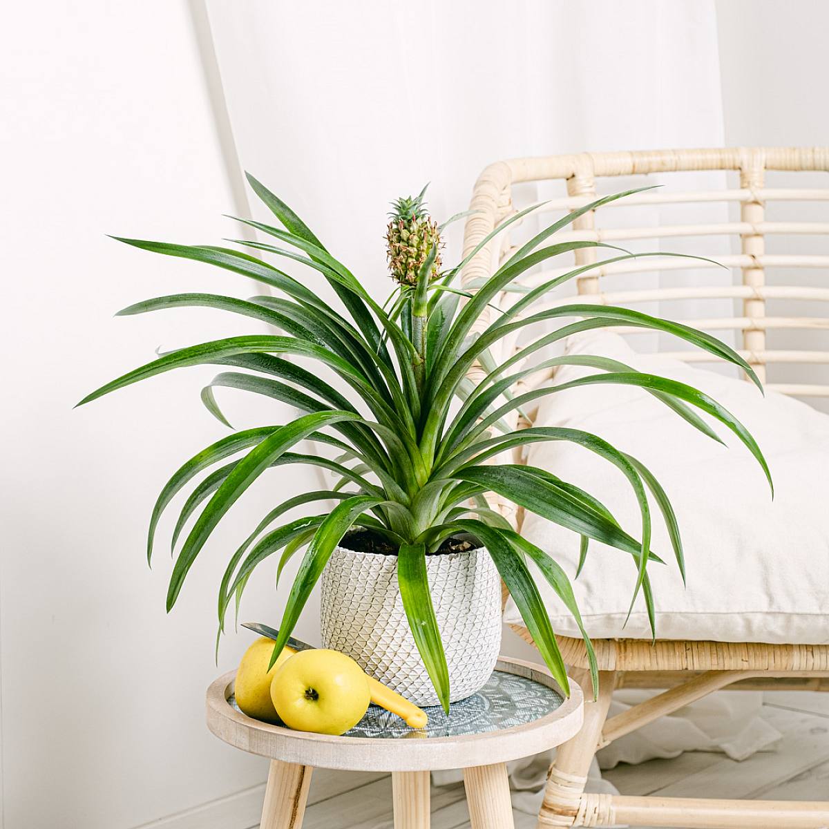 Ananas Comosus picture 2