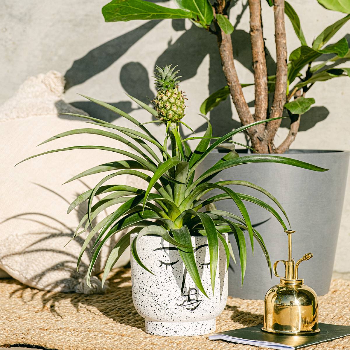 Ananas Comosus picture 1