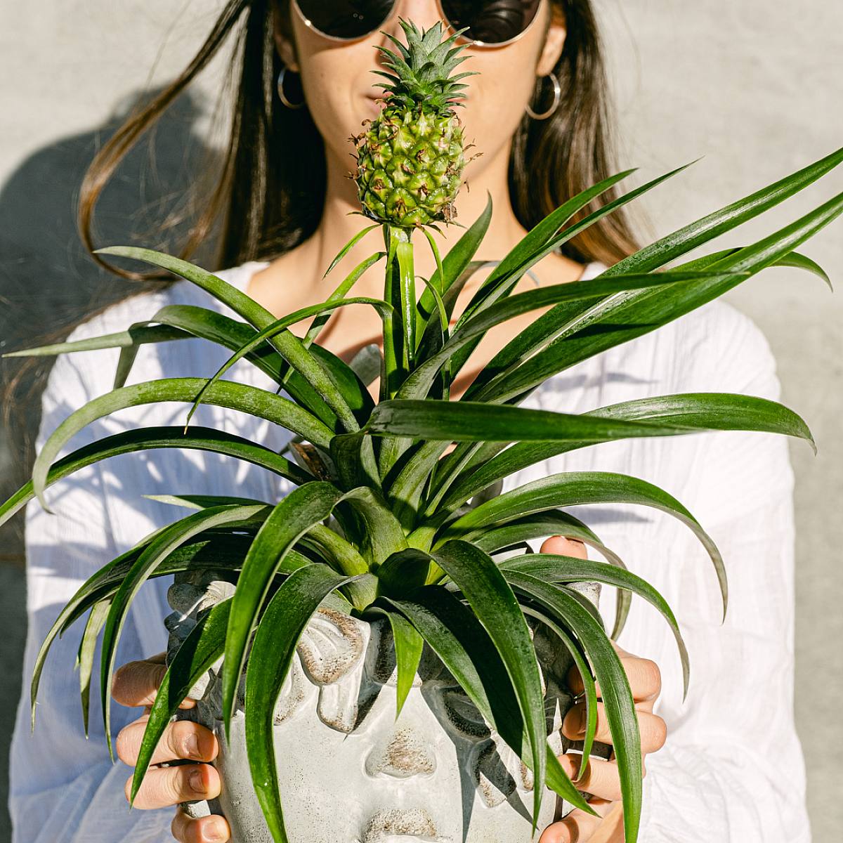 Ananas Comosus picture 3