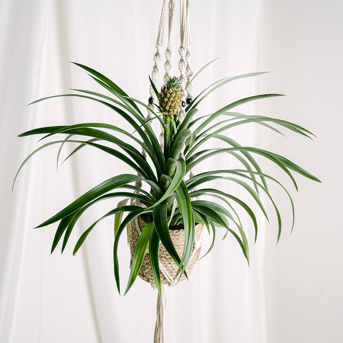 Ananas Comosus picture 5