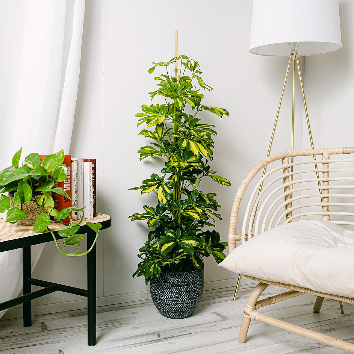 Schefflera Gold Capella picture 1