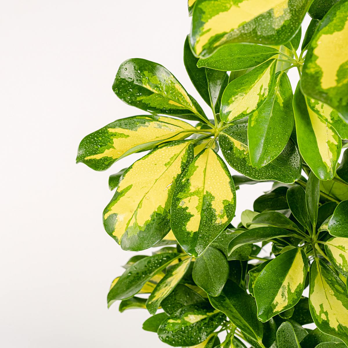 Schefflera Gold Capella picture 3