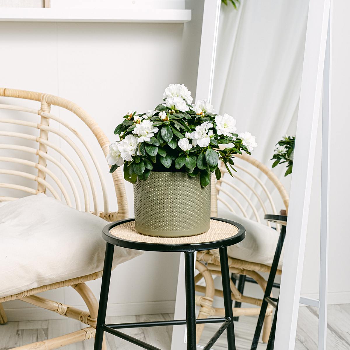 Hvid azalea picture 3