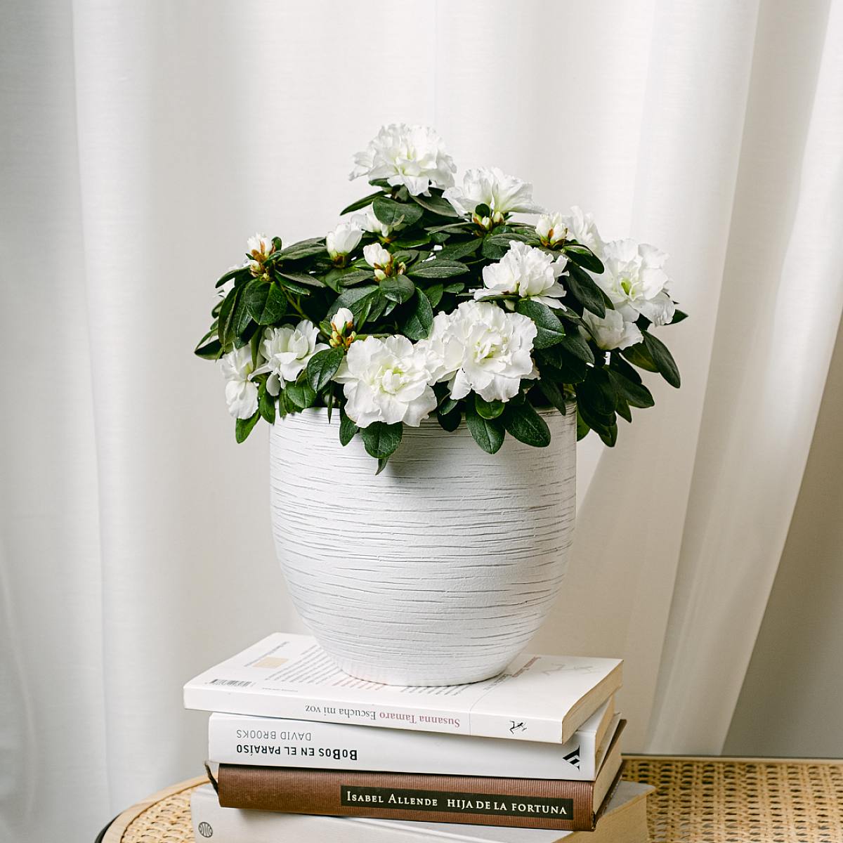 Hvid azalea picture 4