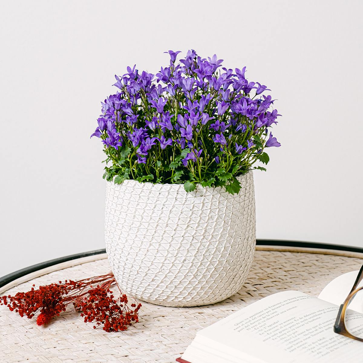 Campanula Abella Intens Paars picture 2