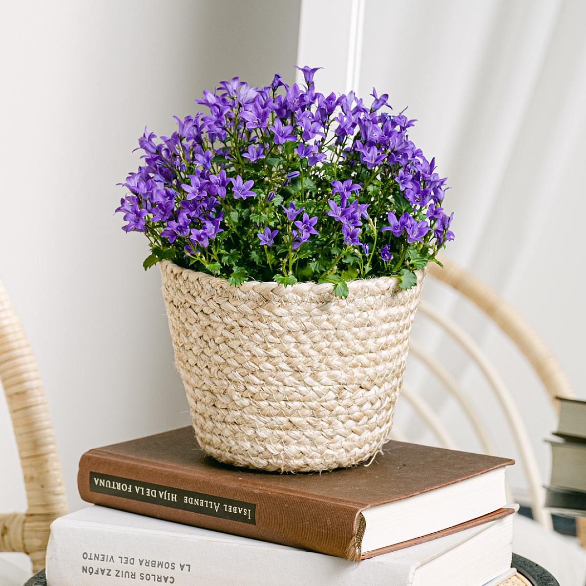 Campanula Abella Intens Paars picture 4