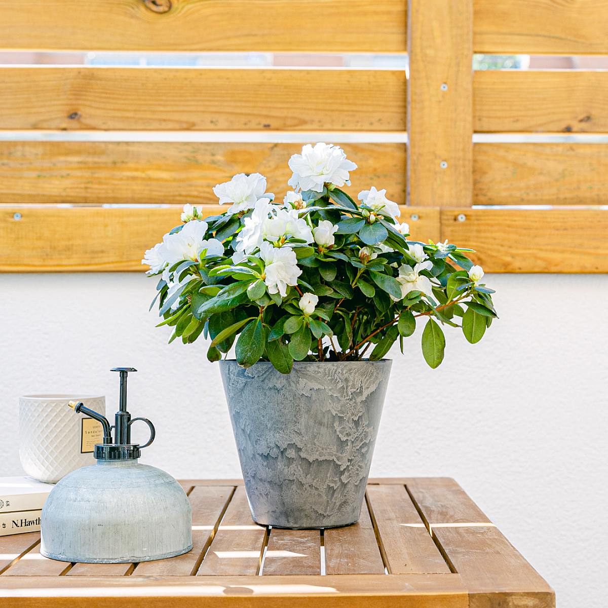 Hvid azalea picture 1