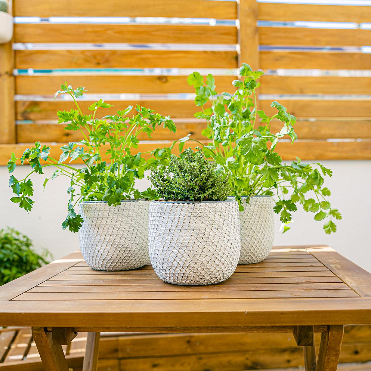 Středomořské kulinářské trio - koriandr, petržel a tymián. picture 1