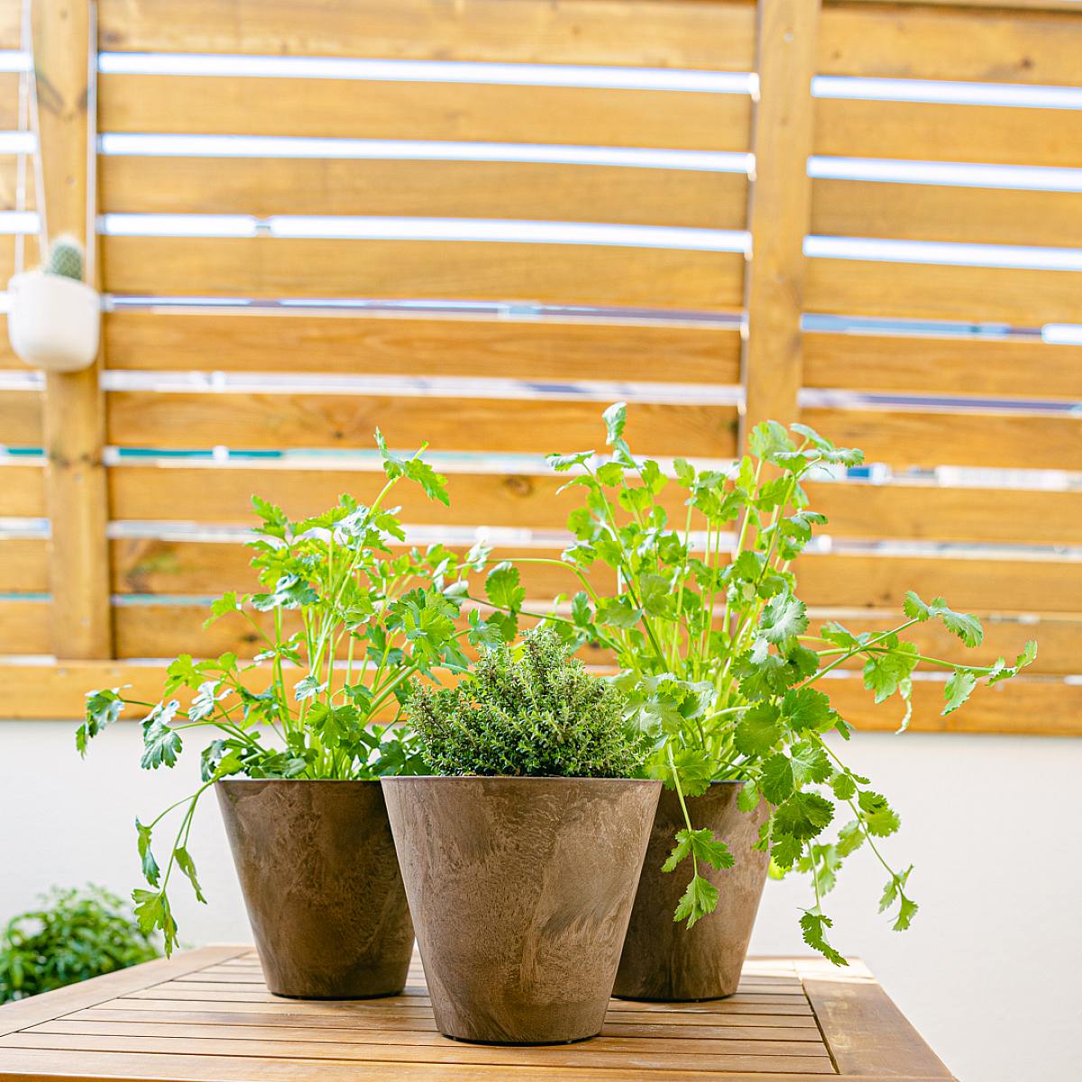 Středomořské kulinářské trio - koriandr, petržel a tymián. picture 3