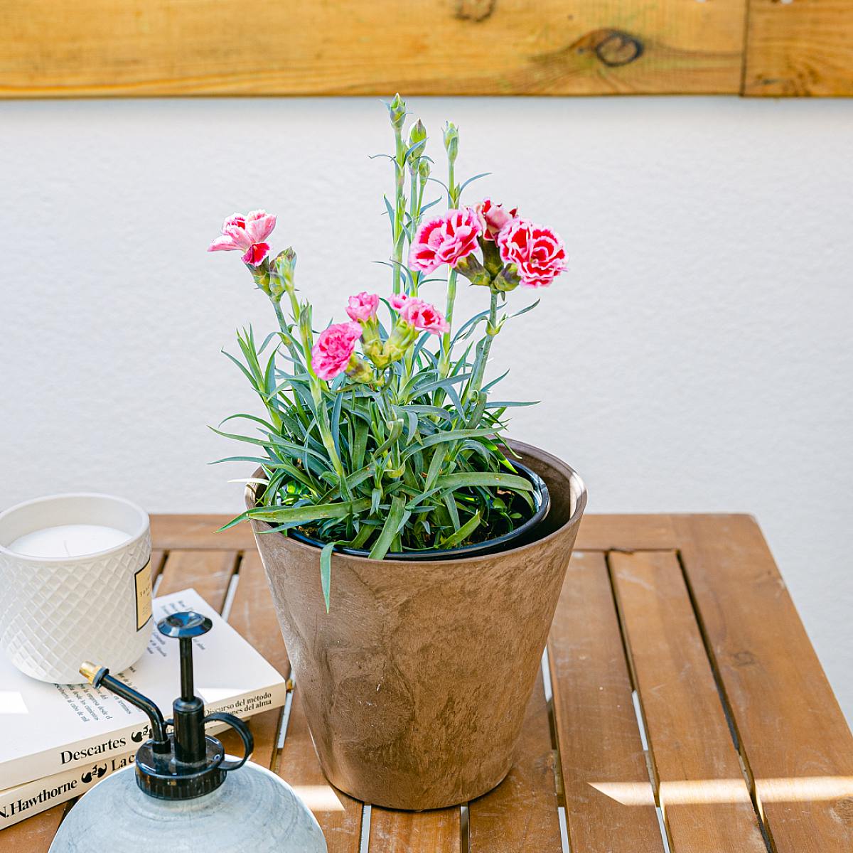 Dianthus Clavelina picture 1