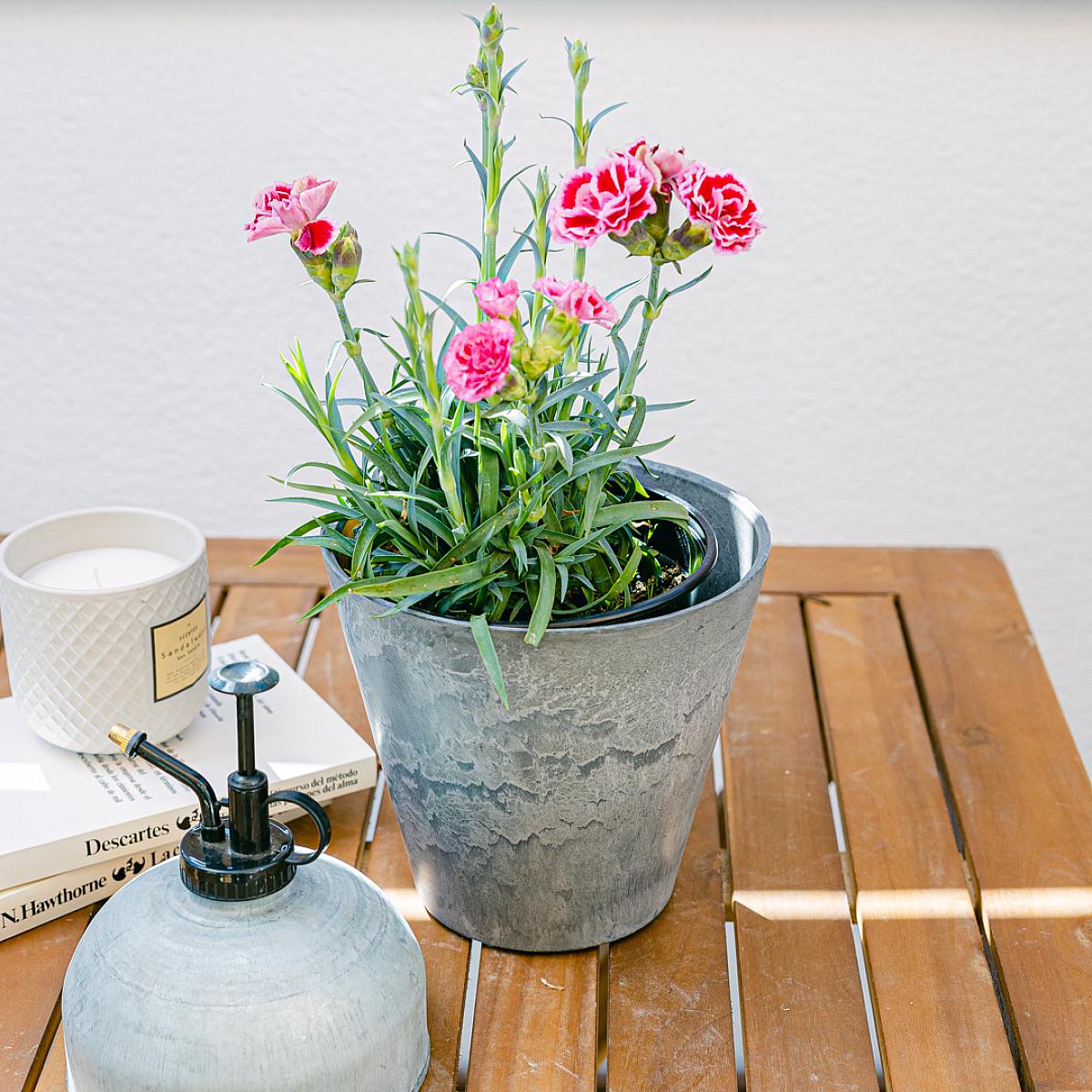 Dianthus Clavelina picture 2