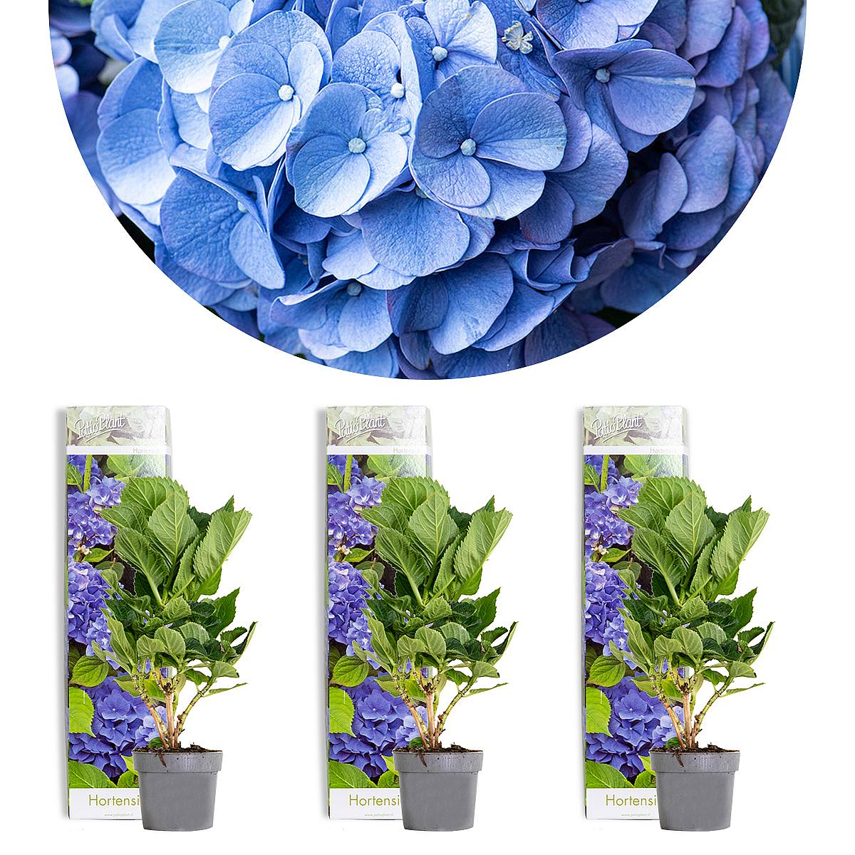 Trio Hortensia Early Blue picture 1