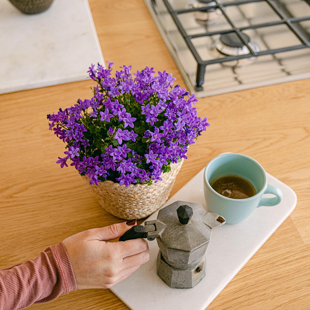 Campanula Abella Intens Paars picture 1