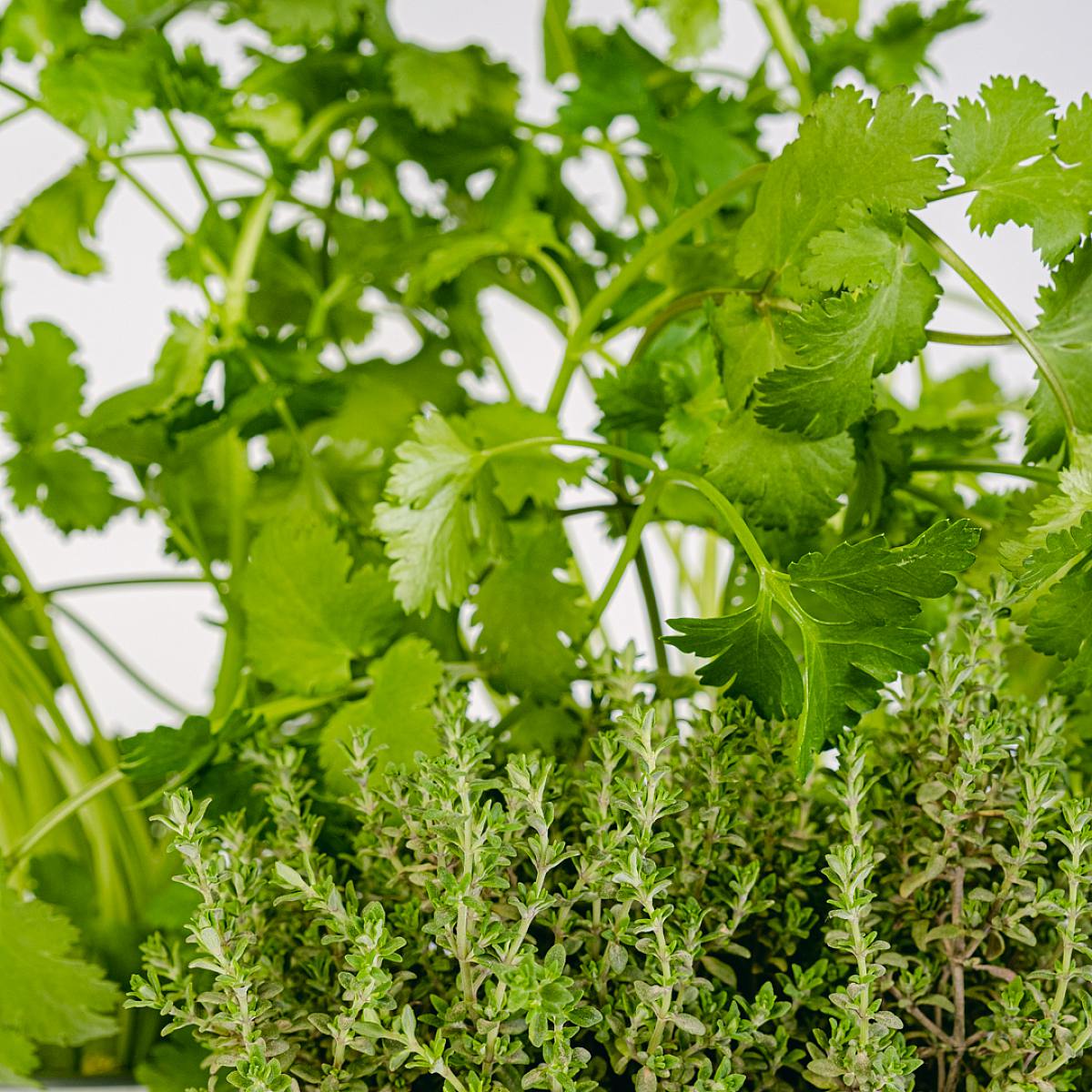 Středomořské kulinářské trio - koriandr, petržel a tymián. picture 4