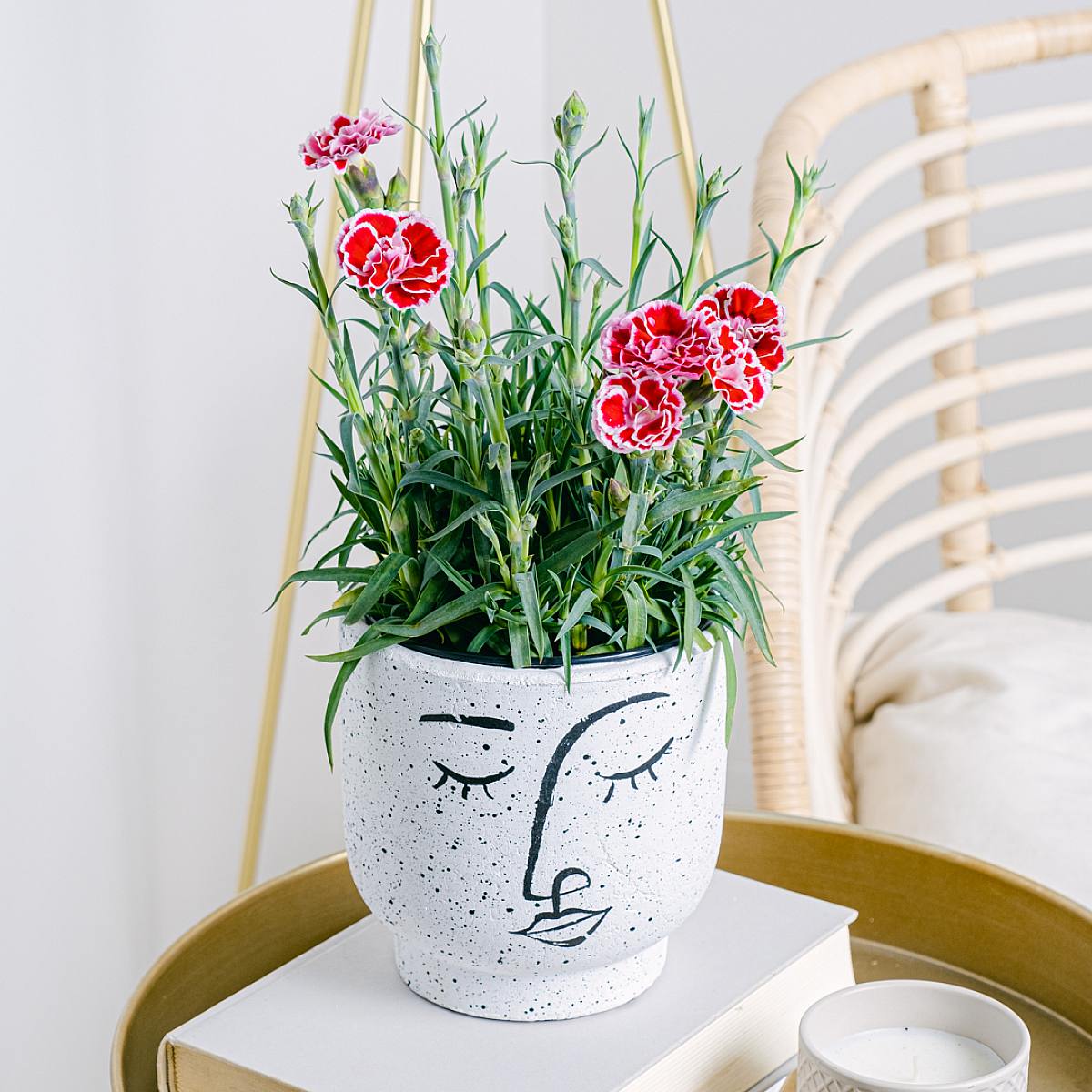 Dianthus Clavelina picture 0