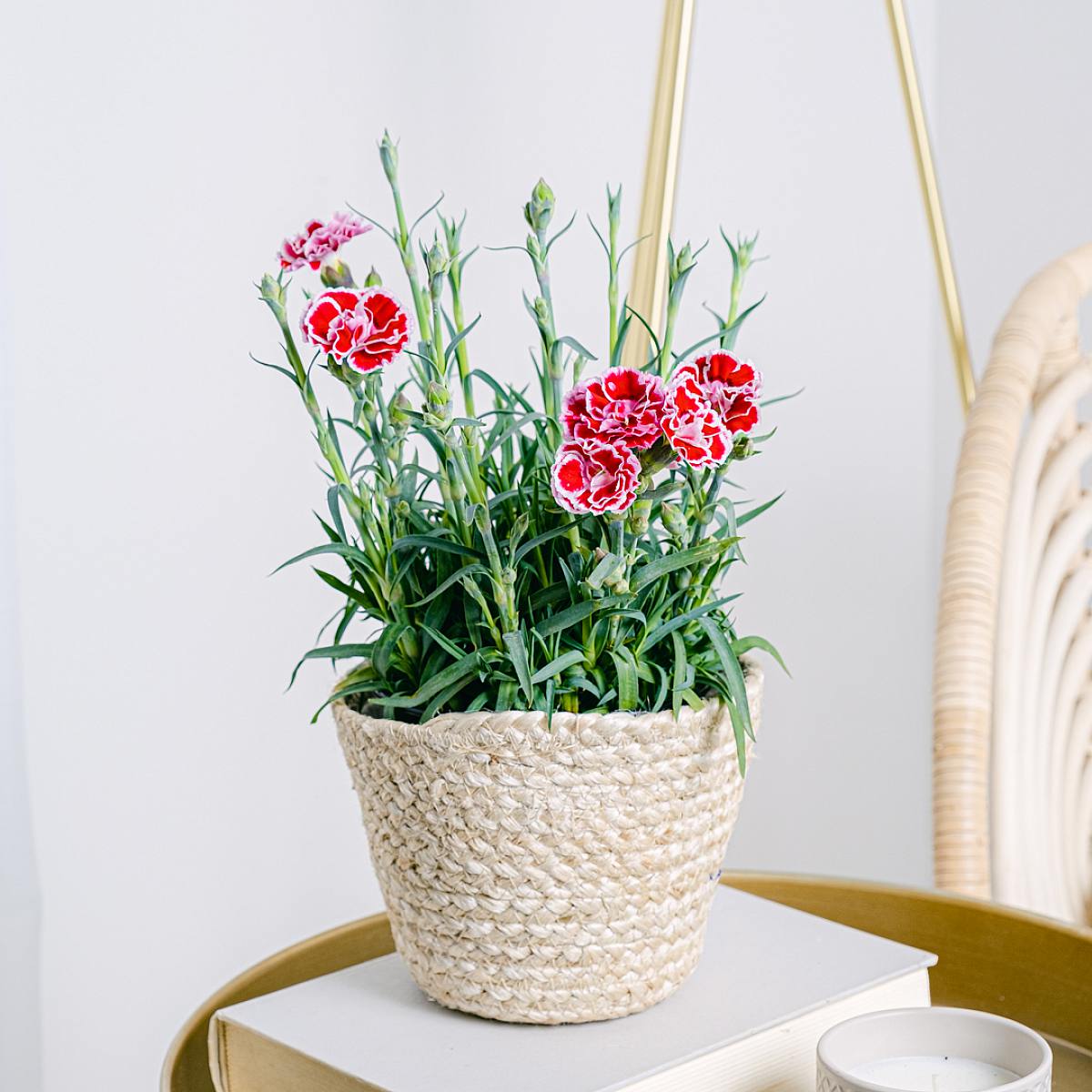 Dianthus Clavelina picture 3