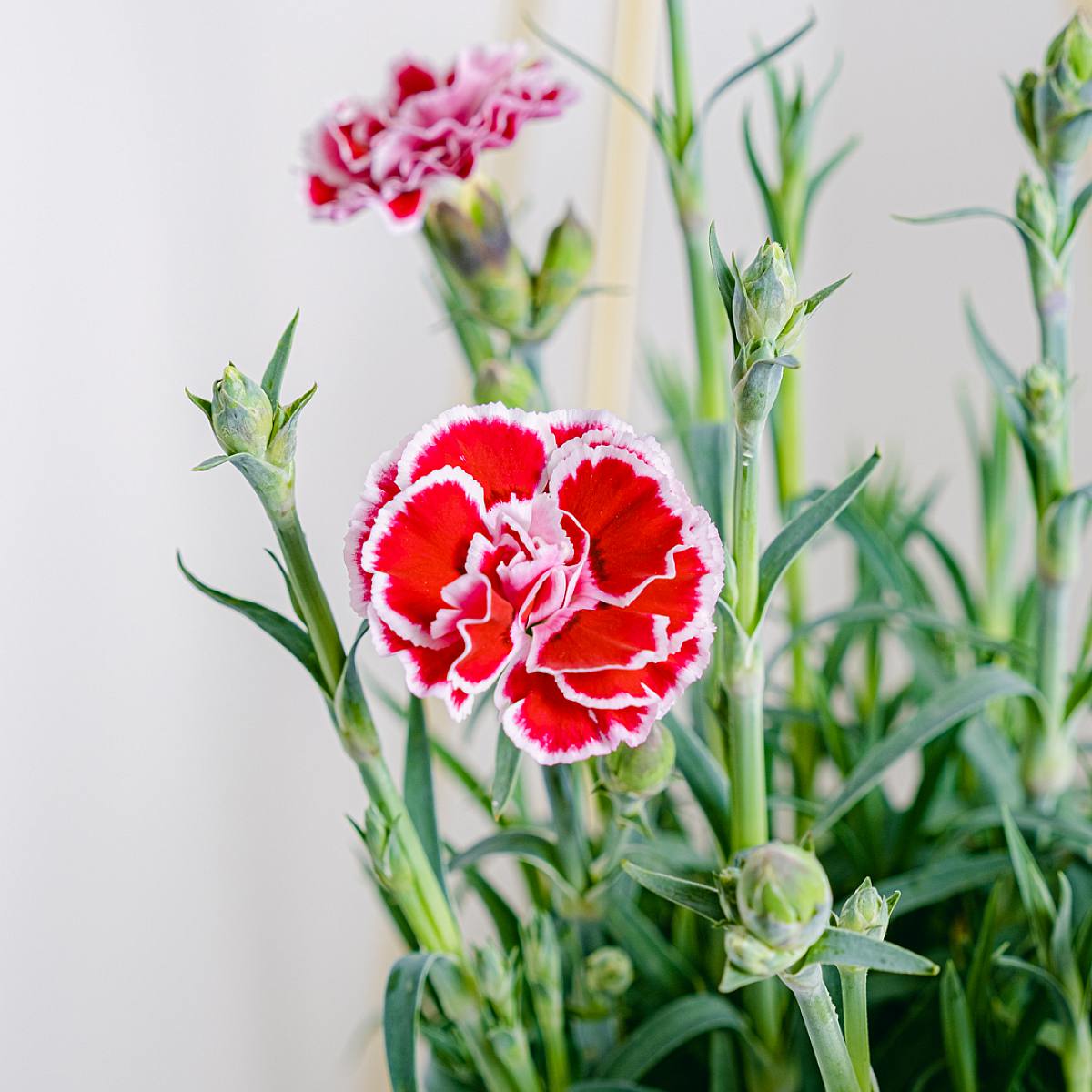 Dianthus Clavelina picture 4