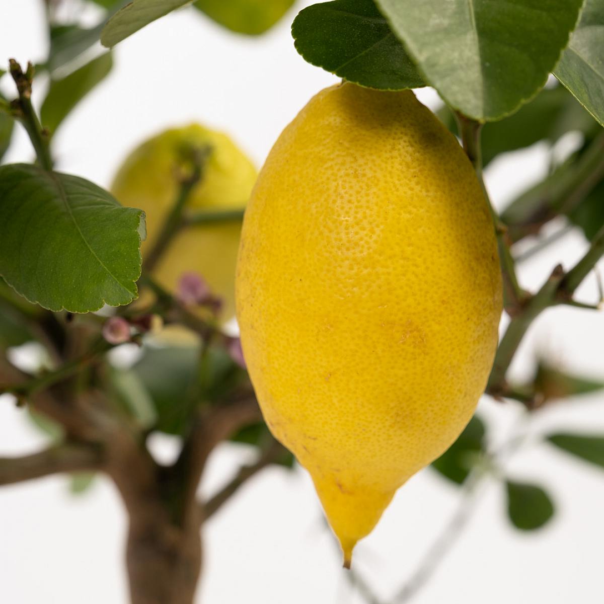 Lemon tree picture 2