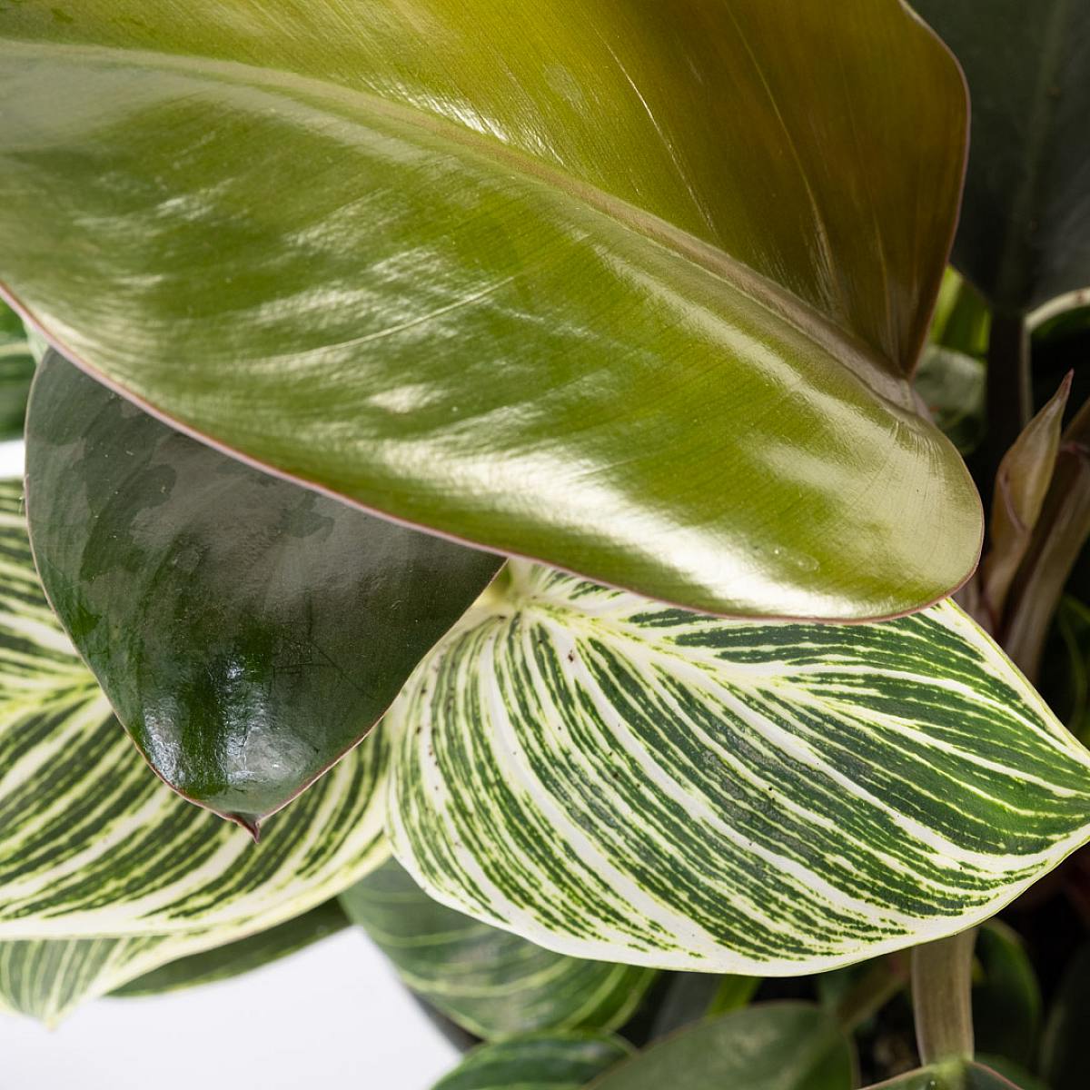 Filodendron brzozowy picture 5