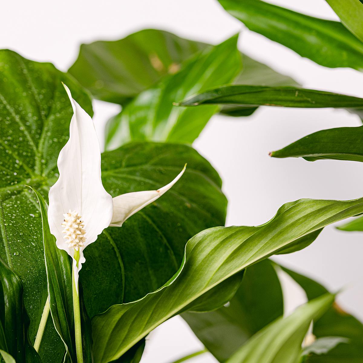 Las Purificadoras Altas Trio rostlin picture 5