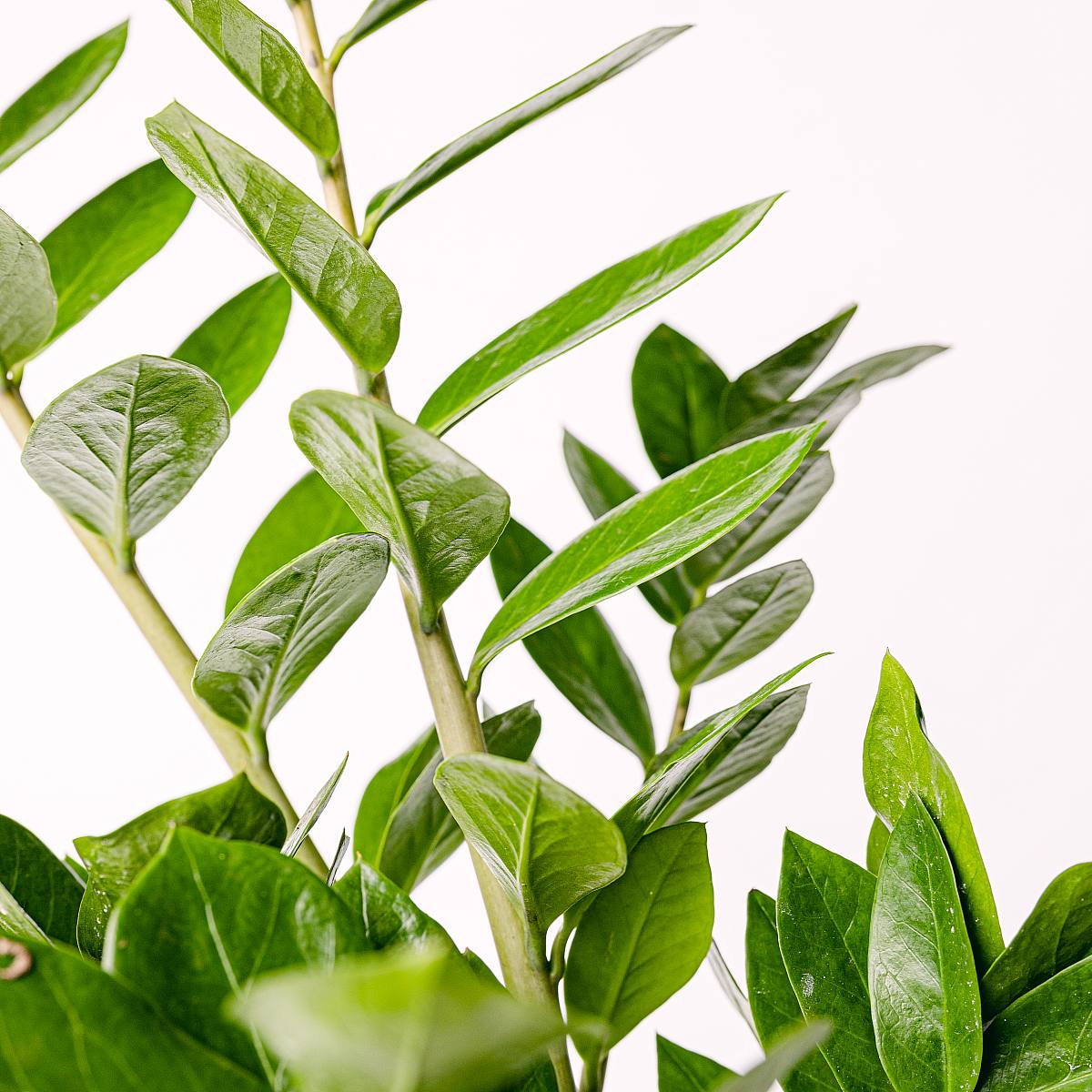 Raven Plant (ZZ) - snadná údržba picture 4