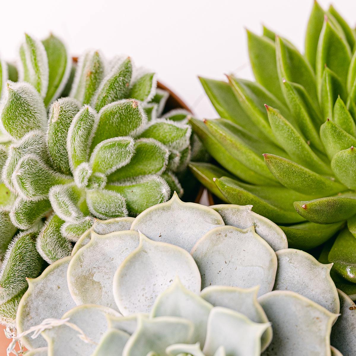 Sukulentní trio picture 1