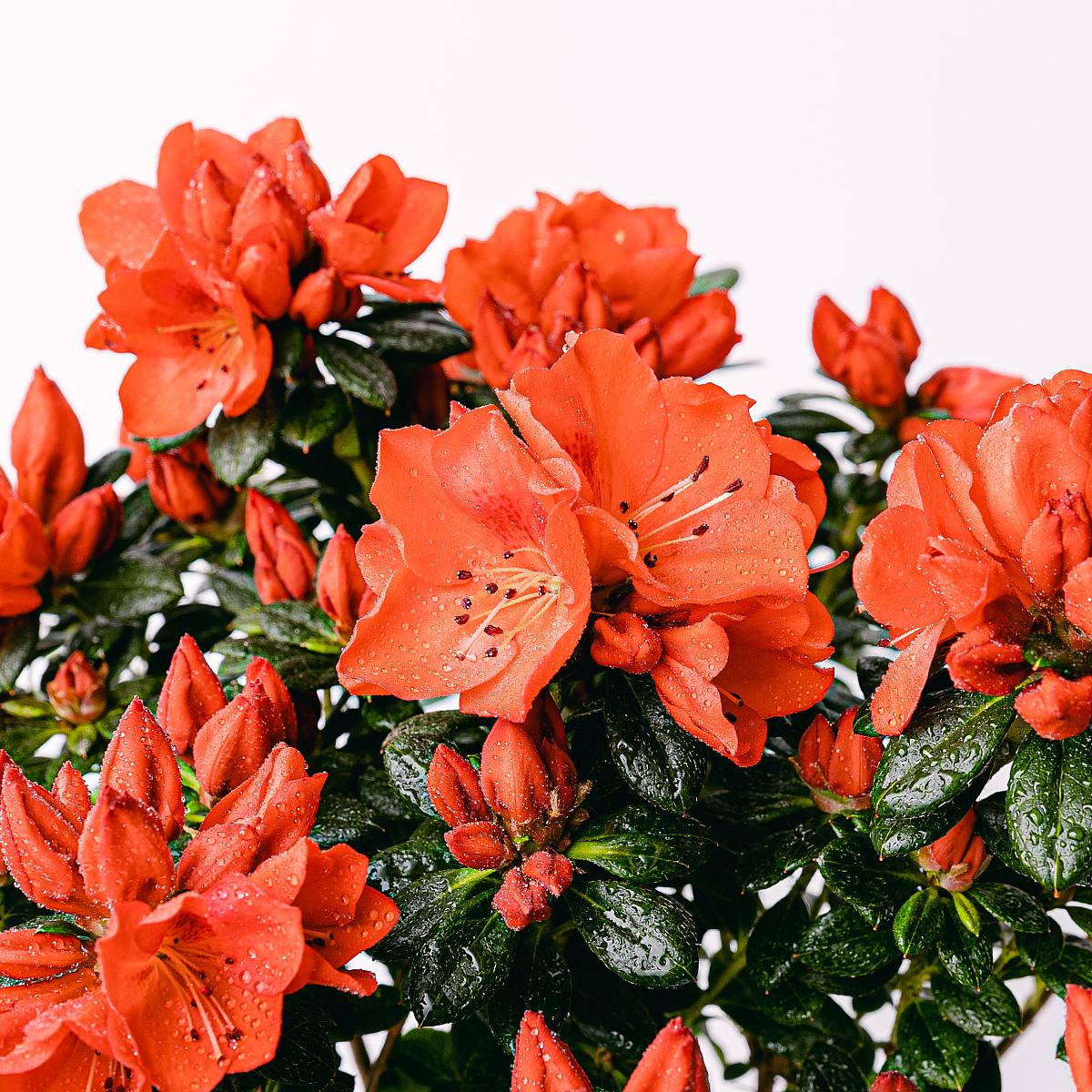 Červená azalka picture 3