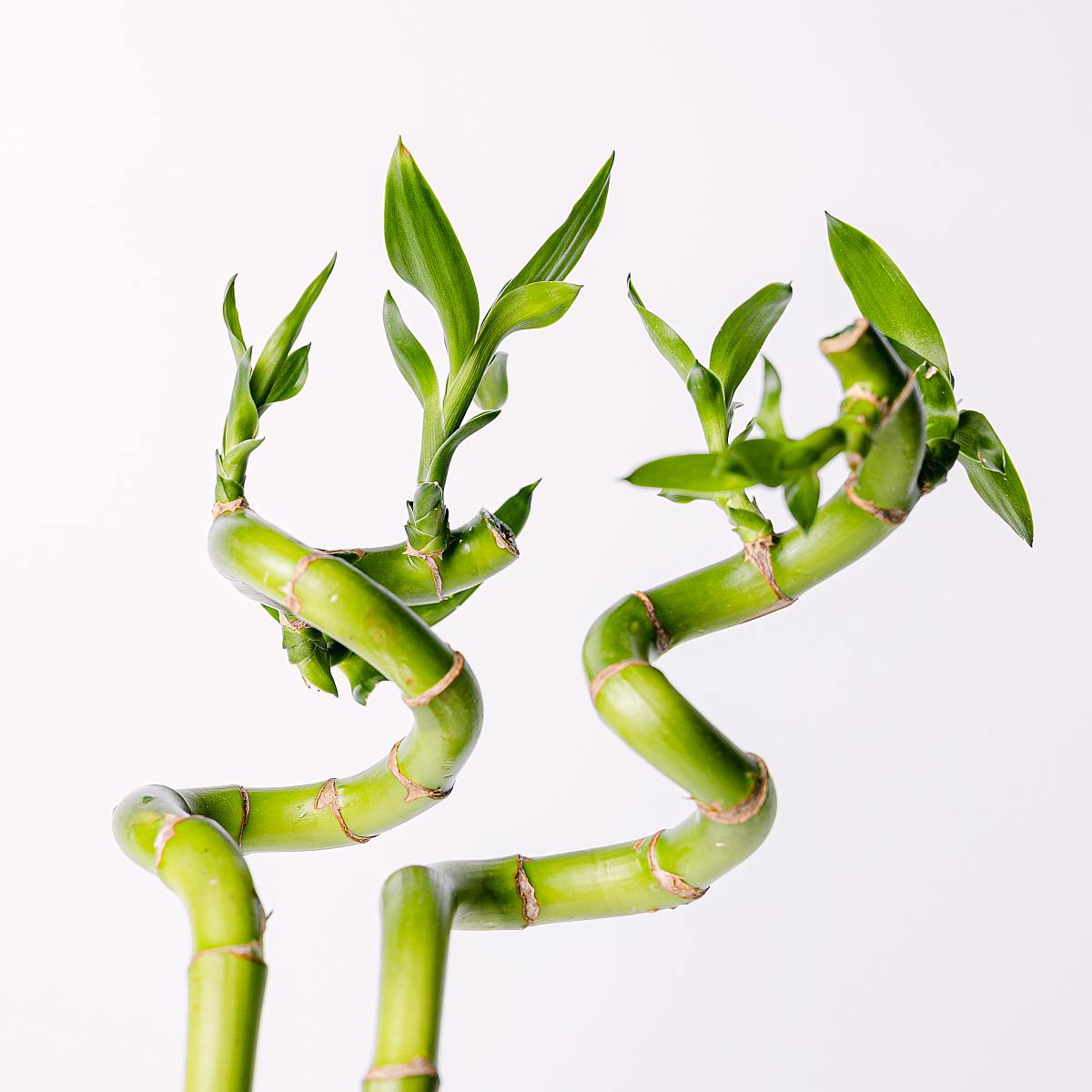 Elegante bamboe set picture 2