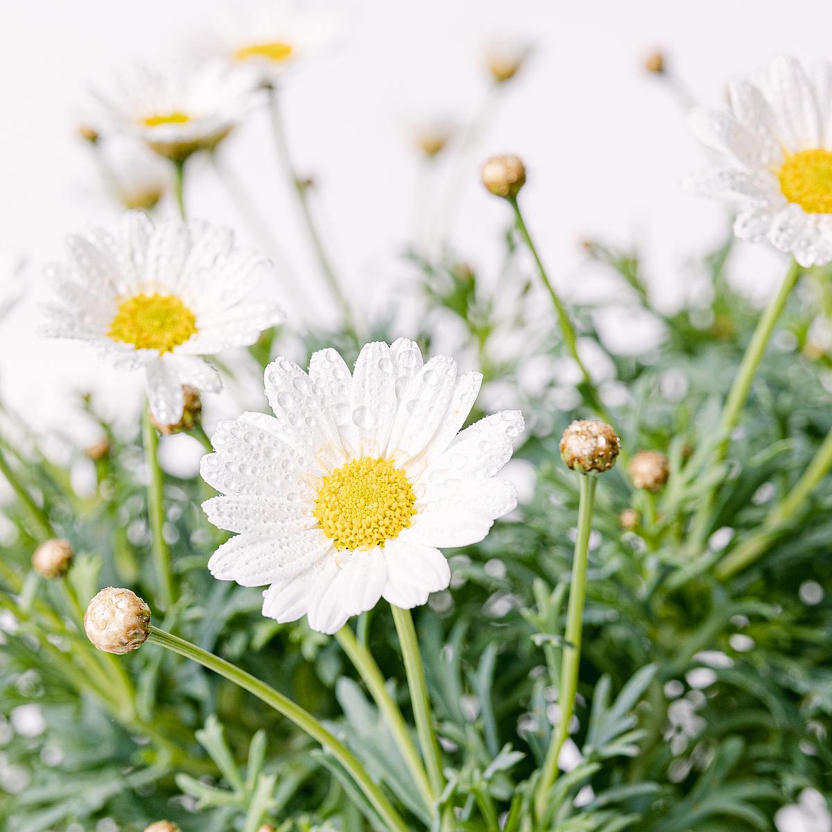 Margarita Blanca picture 4